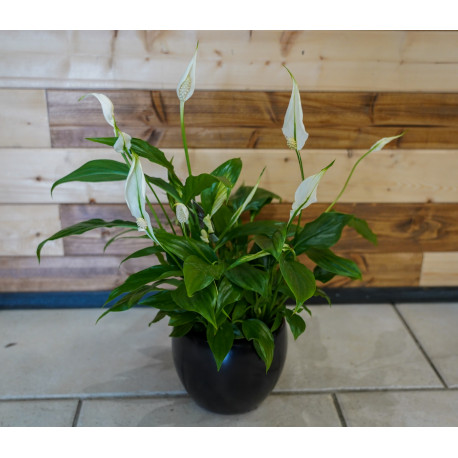 Spathiphyllum