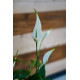 Spathiphyllum